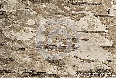 Closeup rare structure of birch grey bark with stepped stripes in forest in autumn Stock Photo