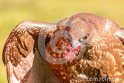 Closeup of a ravenous brown h with fresh meat in its mouth Stock Photo