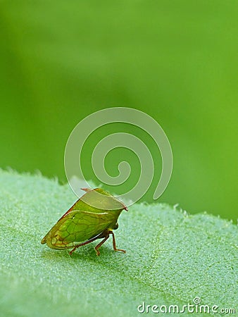 Green Planthopper Stock Photo