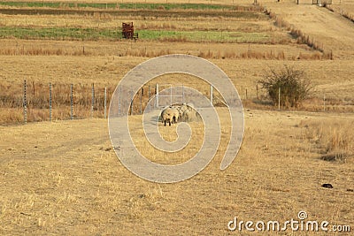 Closeup rear view of rams running down a grass hilltop Stock Photo