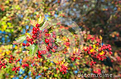 Closeup of red berries on branches of a hawthorn bush Stock Photo