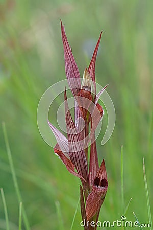Closeup on the red c olored Long-lipped tongue orchis, Serapias vomeracea against a green natural blurred background Stock Photo