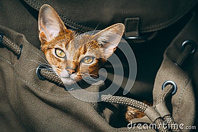 Closeup red cat portrait: pet backpack for comfort tourism, traveling, walking. Animal care scenery Stock Photo