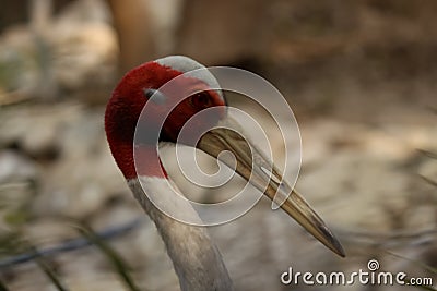 closeup of red crowned crane head beak Stock Photo