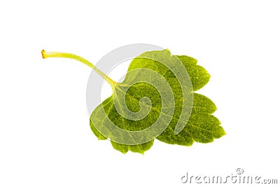 Red curran`t leaf isolated on white Stock Photo