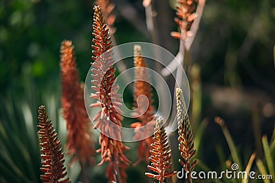 Closeup of red desert flowers from the Desert Botanical Garden in Phoenix, Arizona. Stock Photo