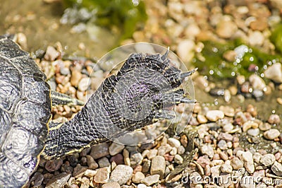 Closeup of Red eared slider turtle paw Trachemys scripta elegans Stock Photo