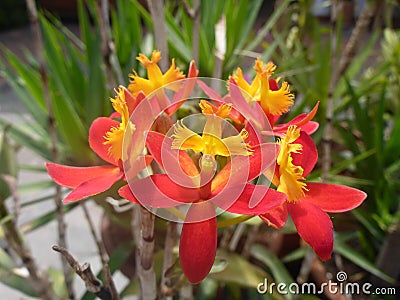 Closeup of red Epidendrum ibaguense orchids Stock Photo