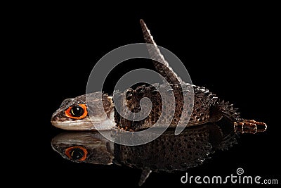 Closeup Red-eyed crocodile skink, tribolonotus gracilis, isolated on Black Stock Photo