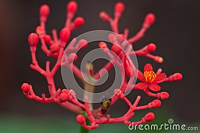 Closeup of a red flower bloom Stock Photo