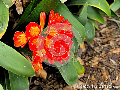 Closeup of red flowers with green leaves in a butterfly garden in Santa Barbara California. Macro lens with bokeh for web banners Stock Photo