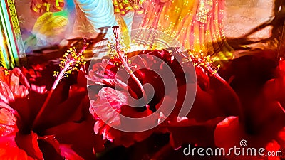 Closeup Red Flowers Of Indian Hindu Worship. Radhe Krishan Puja Or Worship. Stock Photo