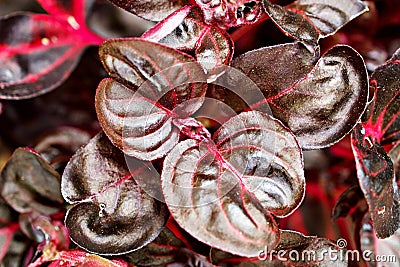 Closeup red leaf iresine diffusa ,bloodleaf, herbstii plants with blurred background ,macro image ,Formosa blood leaves ,Iresine h Stock Photo
