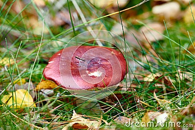 Closeup of red mushroom fungi or toadstool growing in damp and wet grass in remote forest, woods or meadow field Stock Photo