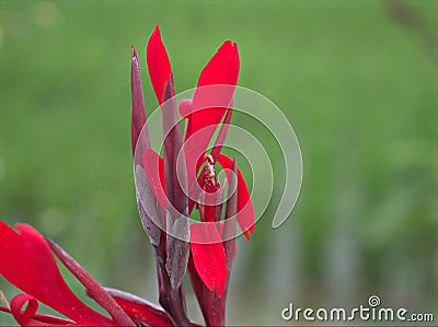 Closeup red petals of Edible canna indica flower plants in garden with green blurred background ,macro image ,sweet color for card Stock Photo