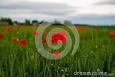 Closeup of red poppy on cereal field. Stock Photo