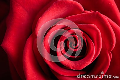 Closeup red rose flower as love nature background Stock Photo