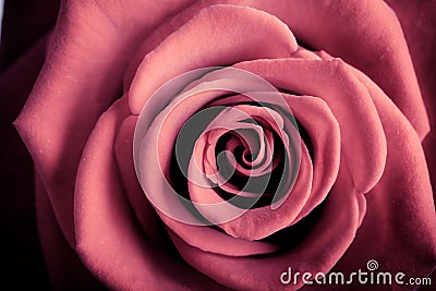 Closeup red rose flower as love nature background Stock Photo