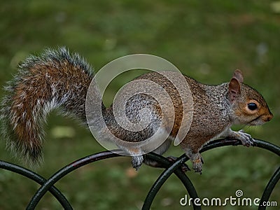 Closeup of a red squirrel perched atop an iron fence post Stock Photo