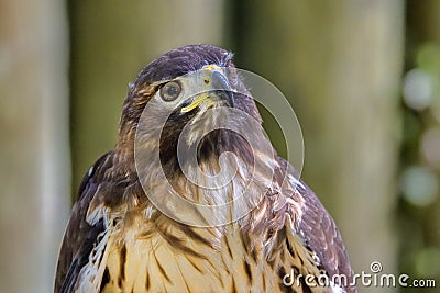 Red-tailed Hawk Looking Up Stock Photo