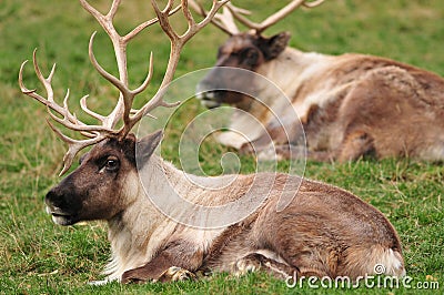 Closeup of reindeers Stock Photo