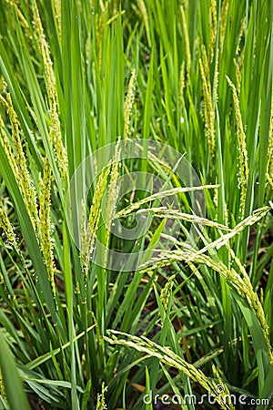 Closeup rice field Stock Photo