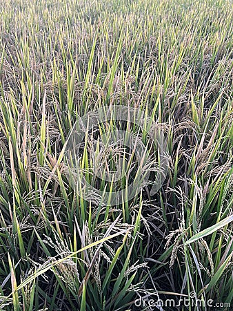 Closeup Rice Plants Stock Photo