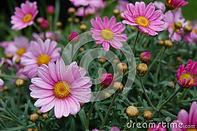 Closeup on a rich flowering soft pink flowers of the Paris or Marguerite daisy, Argyranthemum frutescens Stock Photo