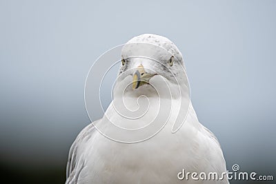 A closeup of ring-billed seagull`s face with green background. Stock Photo