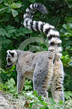 Closeup of a ringtailed lemur in a wildlife park Stock Photo