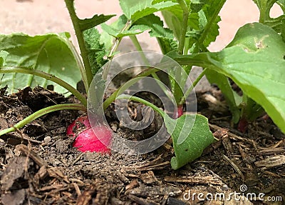 A ripe red radish ready for harvest Stock Photo