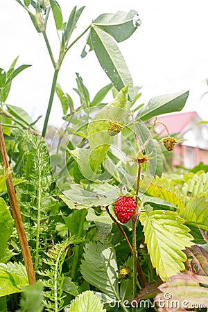 Ripe wild strawberry hanging on stem Stock Photo