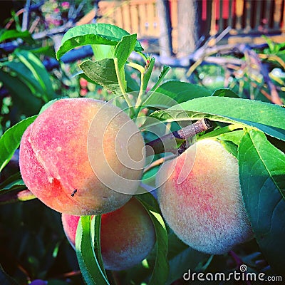 Closeup of ripened organic peaches with ant Stock Photo