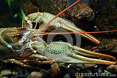 Closeup river cancer muzzle Stock Photo