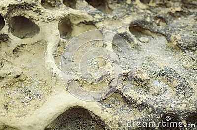 Closeup rock erosion holes sea wall. Stock Photo