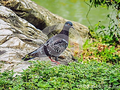 Closeup Rock Pigeon Stock Photo