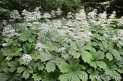 Rodgersia aesculifolia with white flowers Stock Photo