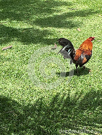 Snapshot of a rooster running across the green grass in Hawaii Stock Photo