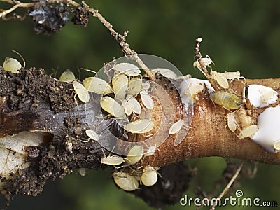 Closeup of root apids Stock Photo