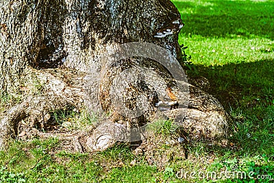 Closeup of the root phrase of an old large tree rooted in the ground on sunny summer day Stock Photo