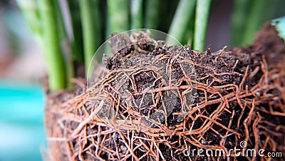 Closeup of roots of snake plant and soil Stock Photo