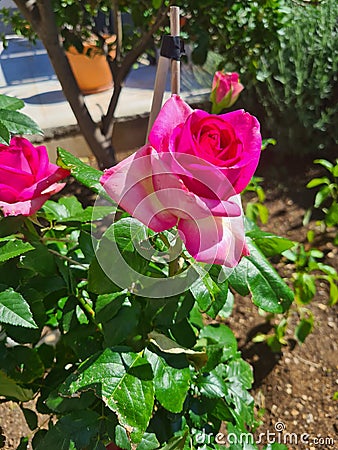 closeup of Rosa Rosa cinese o Rosa chinensis Stock Photo