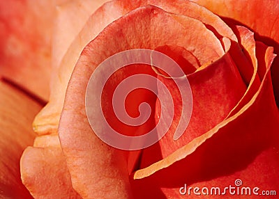 Closeup Rose Stock Photo