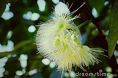 Closeup rose apple pollen on the green tree Stock Photo