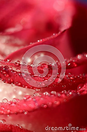 Closeup rose bud Stock Photo