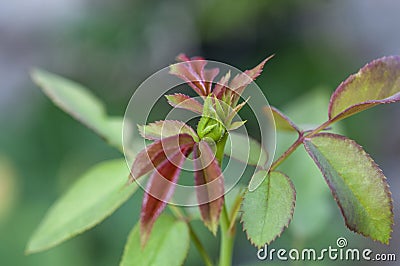 Closeup rose bud on bur backgrounder Stock Photo