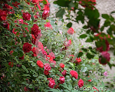 Closeup of rose bush flowers Stock Photo