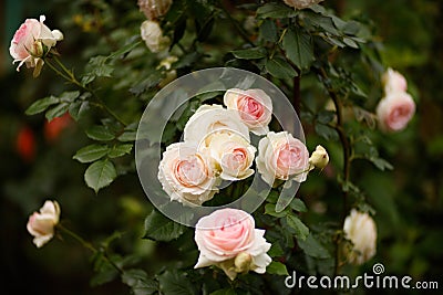 Closeup rose bush on green background Stock Photo