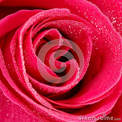 Closeup rose flower color American pink with dew drops. square composition. Stock Photo