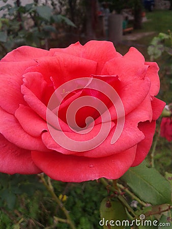 Closeup rose flower Stock Photo